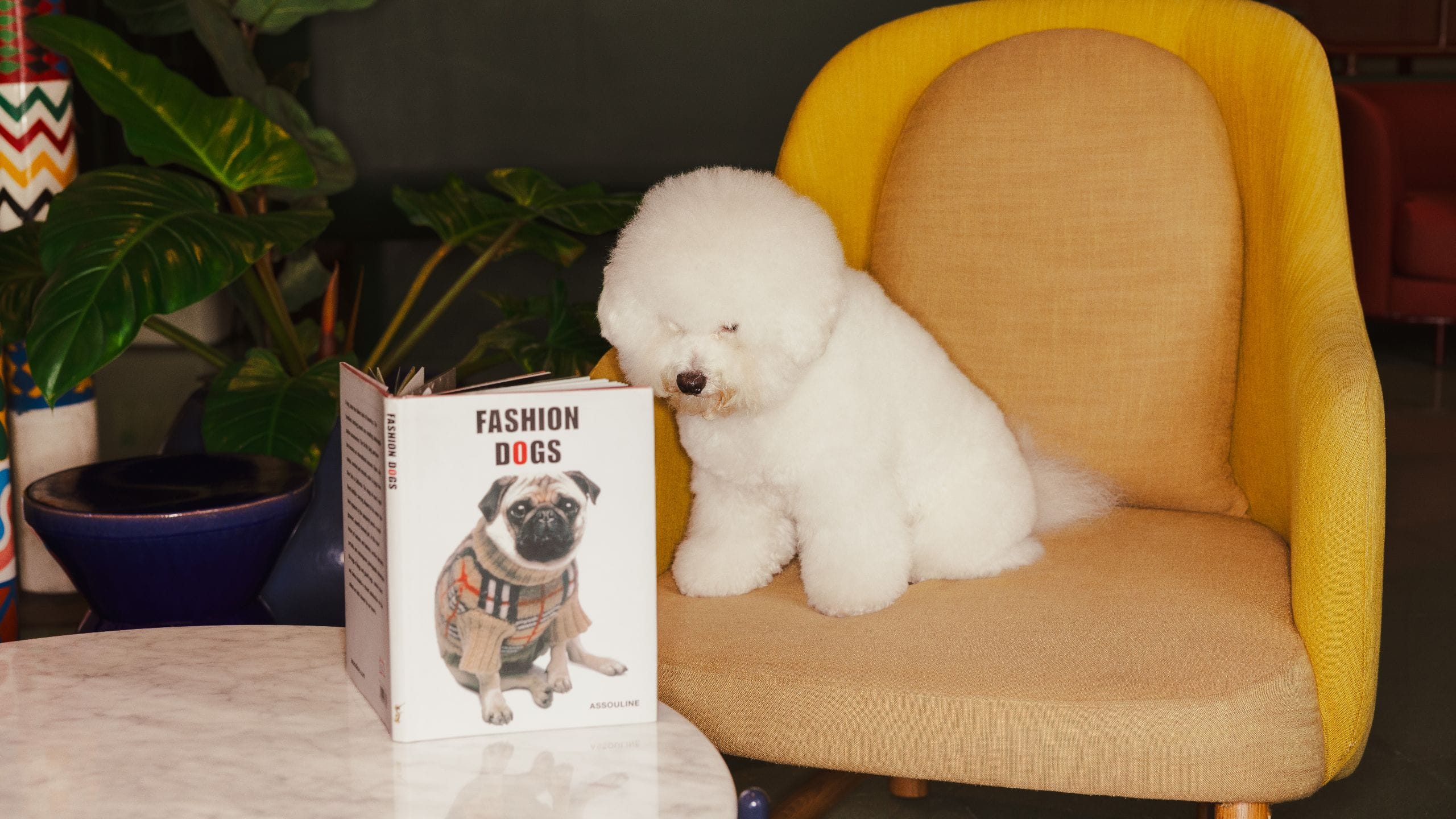The Standard, London Fashion Dog