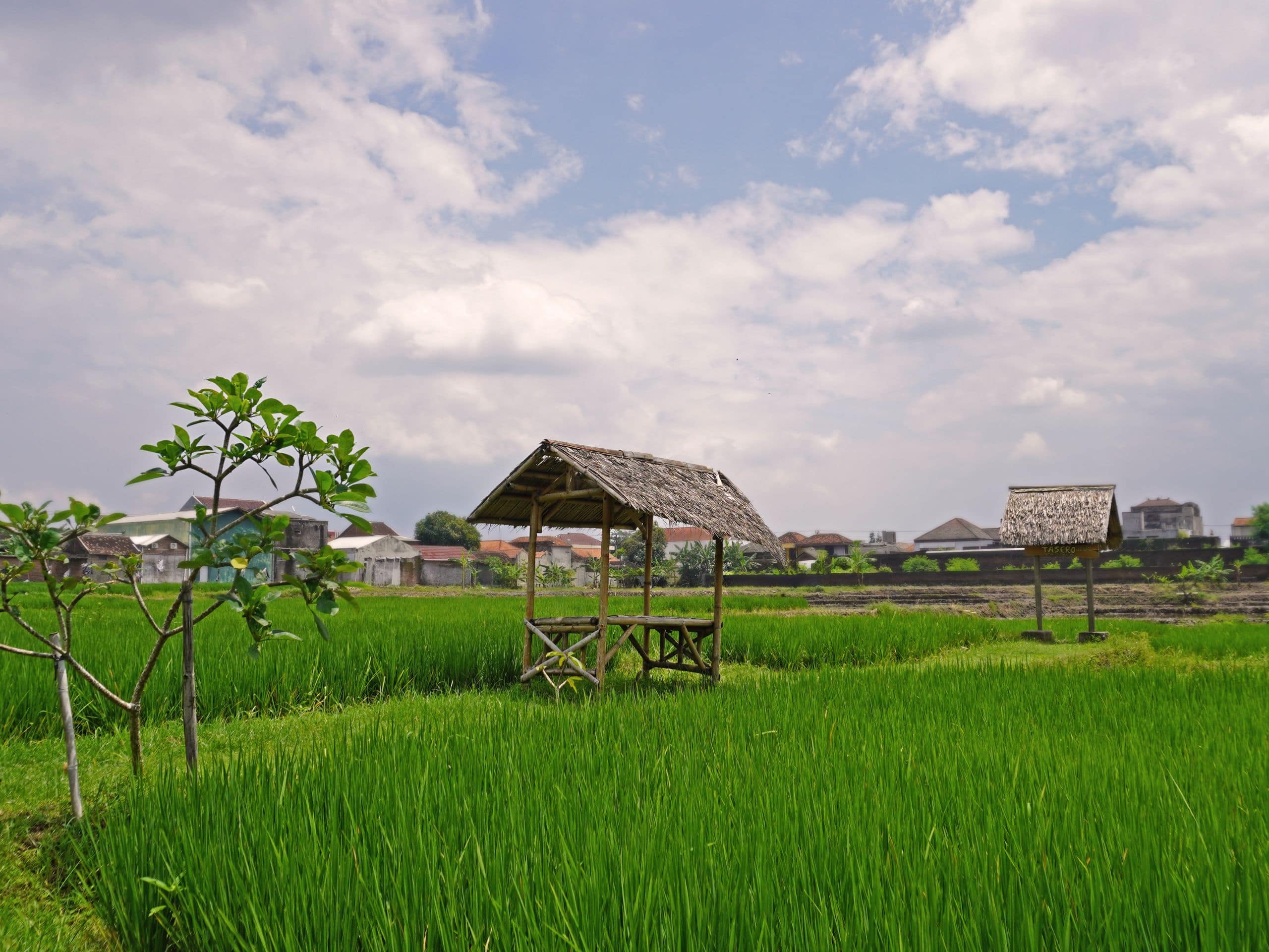 Alila Solo Green FIeld