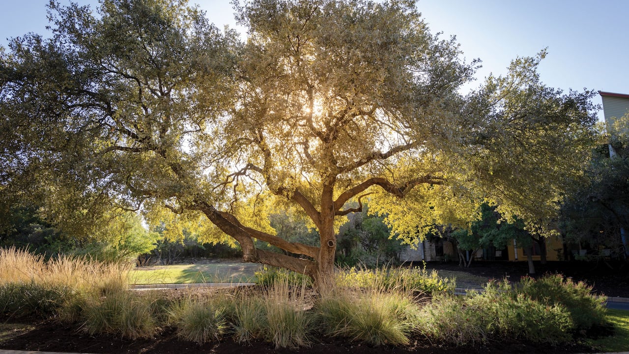 Grounds Tree