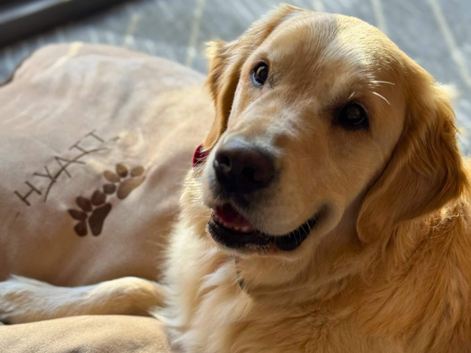 Hyatt Regency San Francisco Dog With Dog Bed