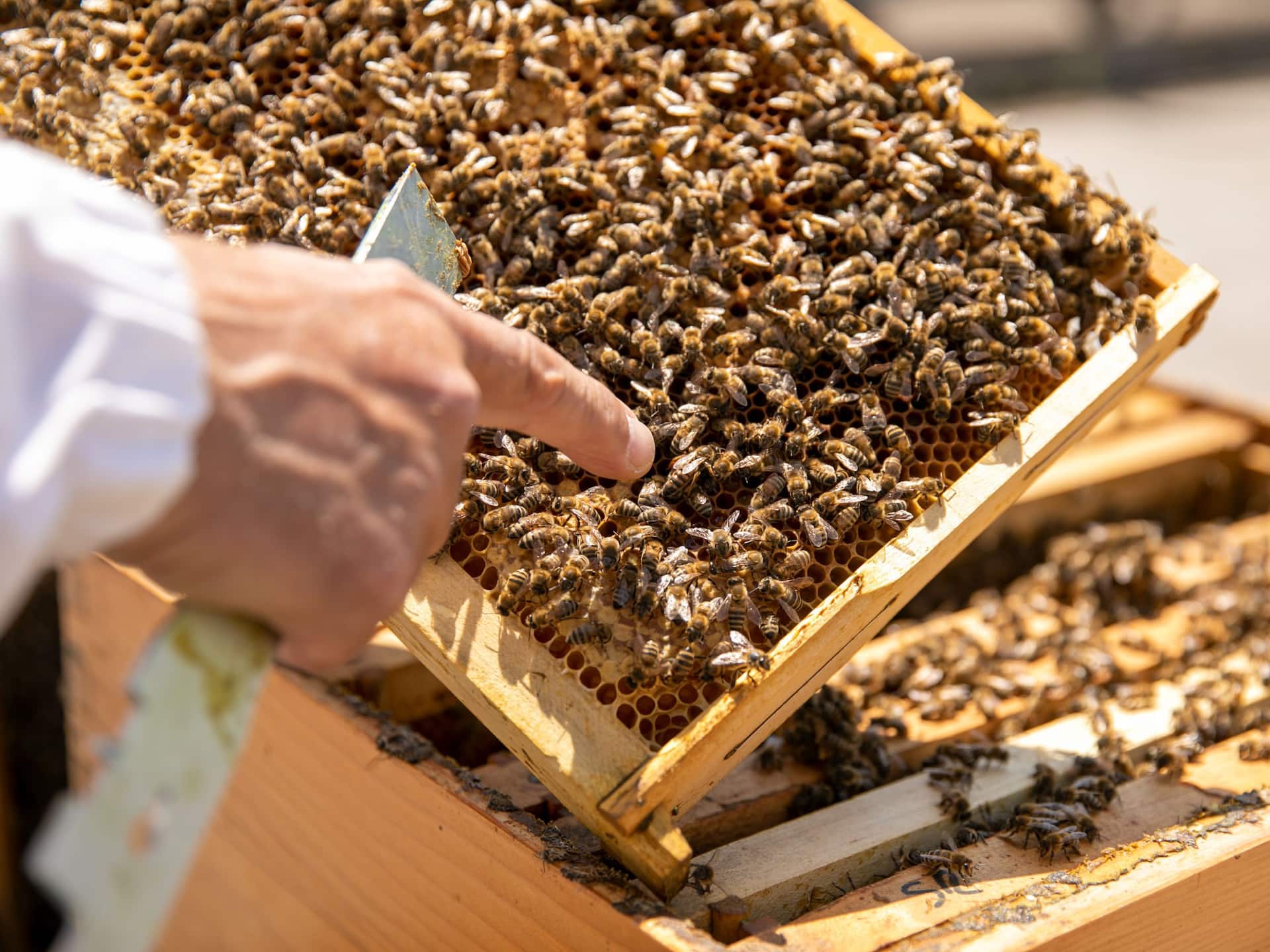 Hyatt Regency Belgrade Rooftop Beehives Urban Beekeeping