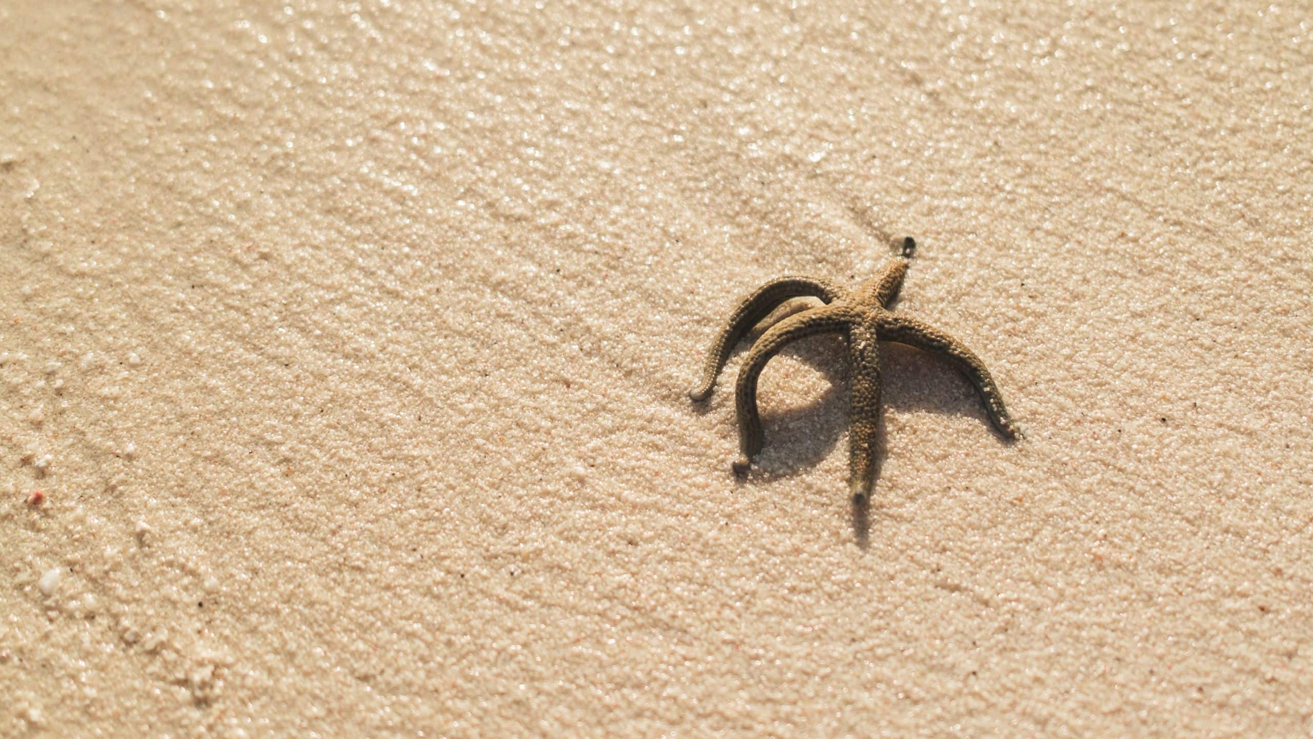 Park Hyatt Maldives Hadahaa Fauna Star Fish On The Sand