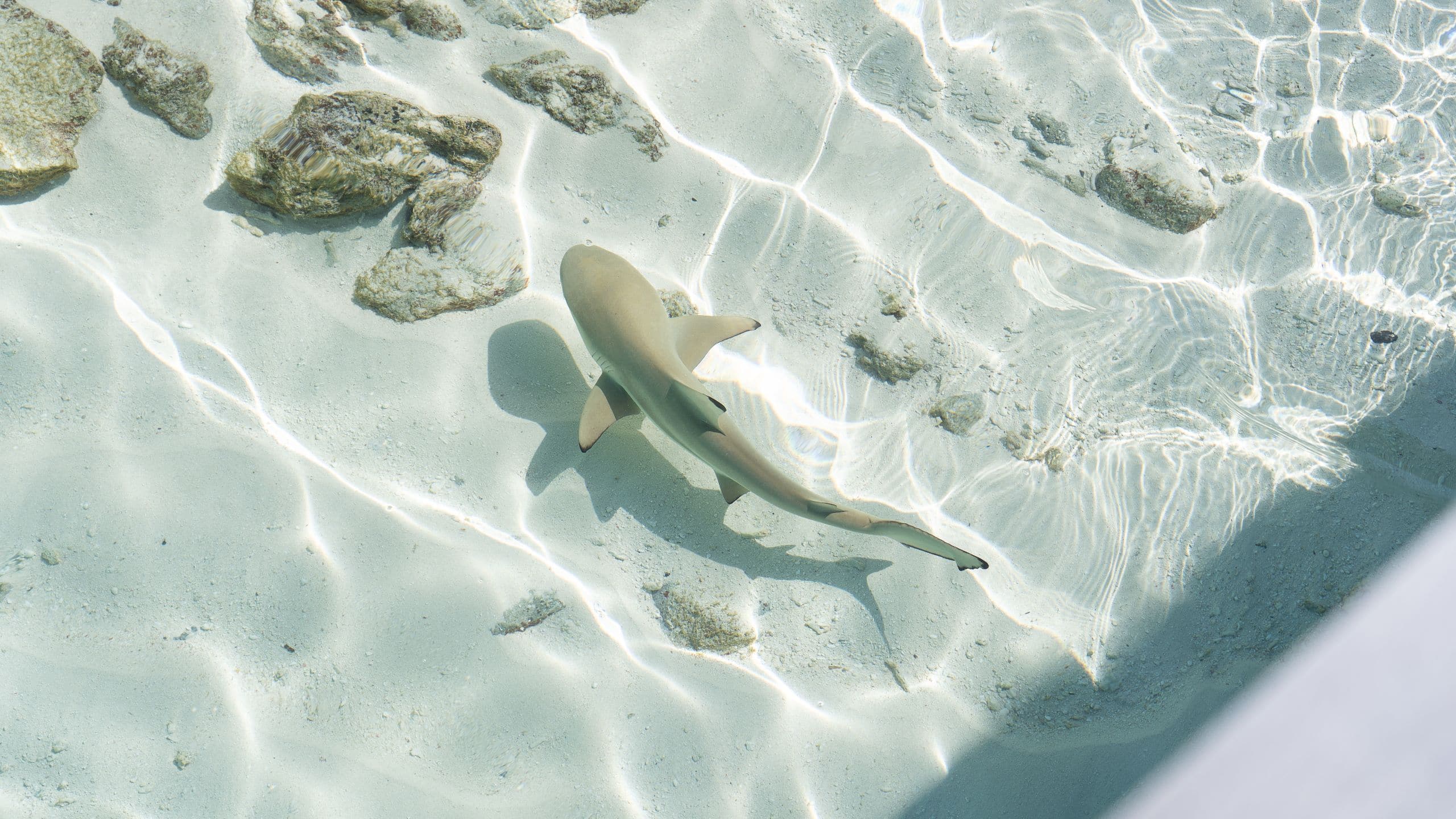 Park Hyatt Maldives Hadahaa Baby Nurse Shark Detail
