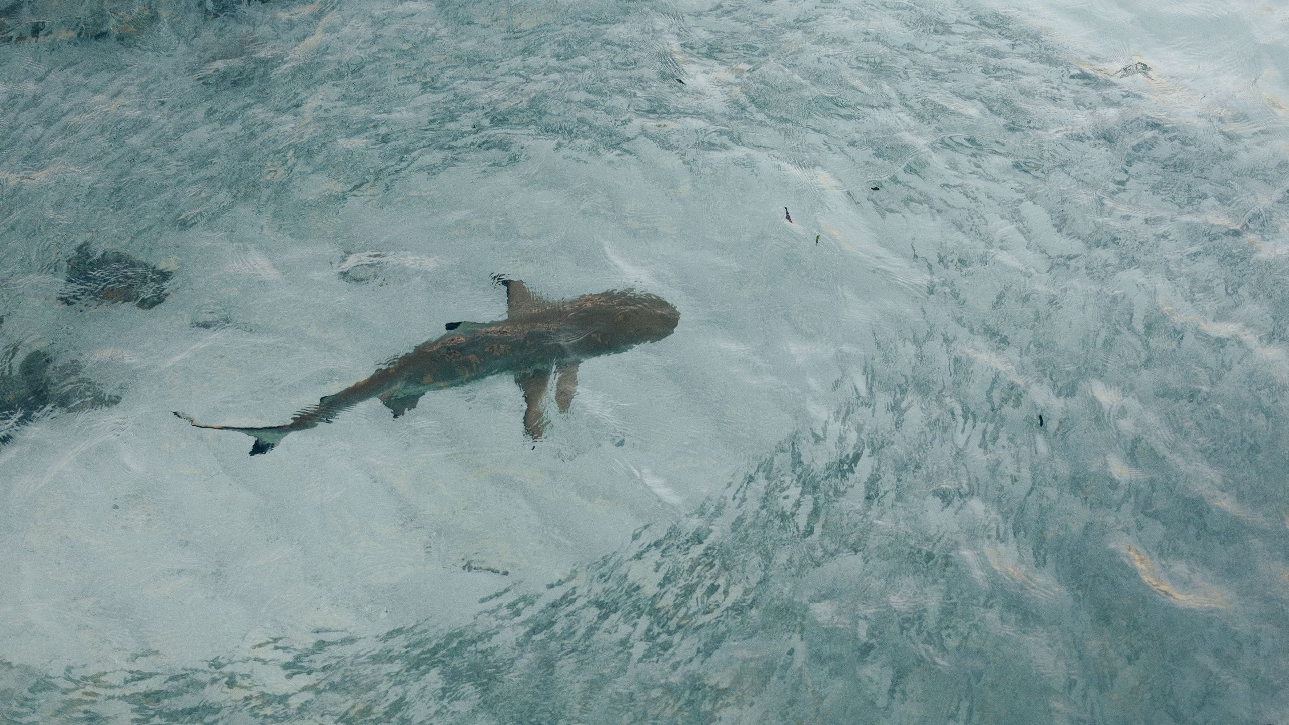 Park Hyatt Maldives Hadahaa Baby Nurse Shark