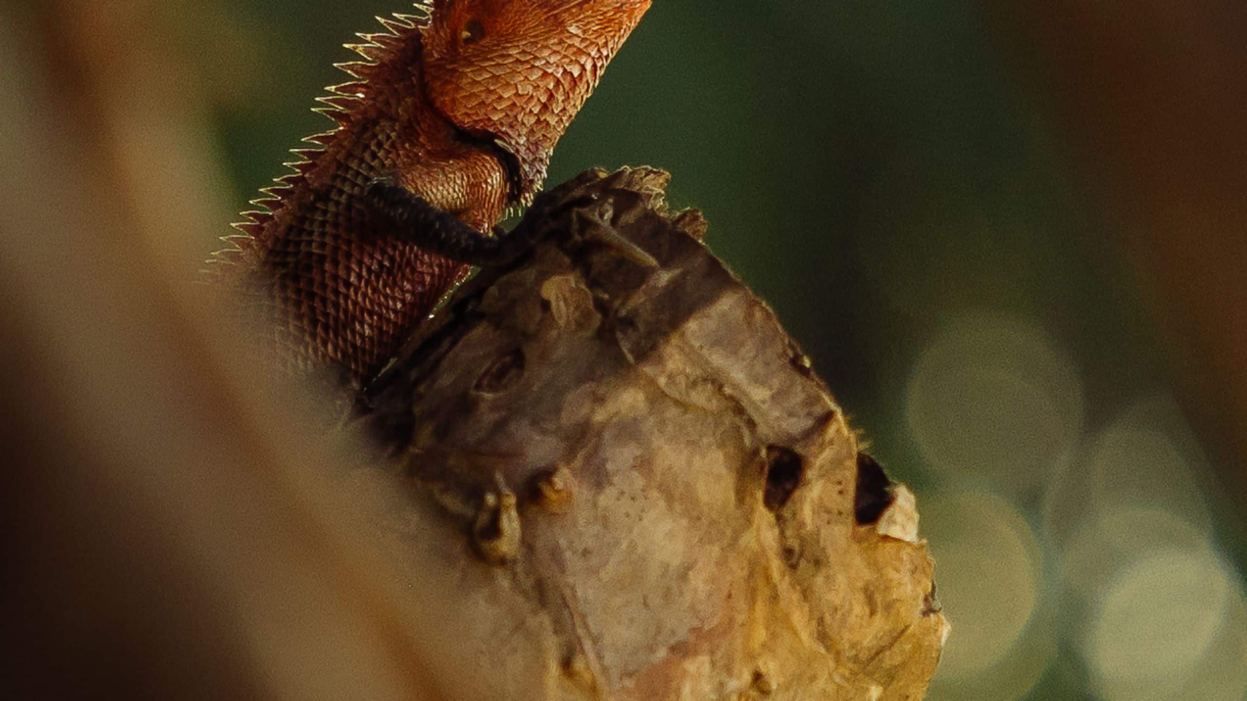 Park Hyatt Maldives Hadahaa Nature Life Hadahaa Island Lizard Detail