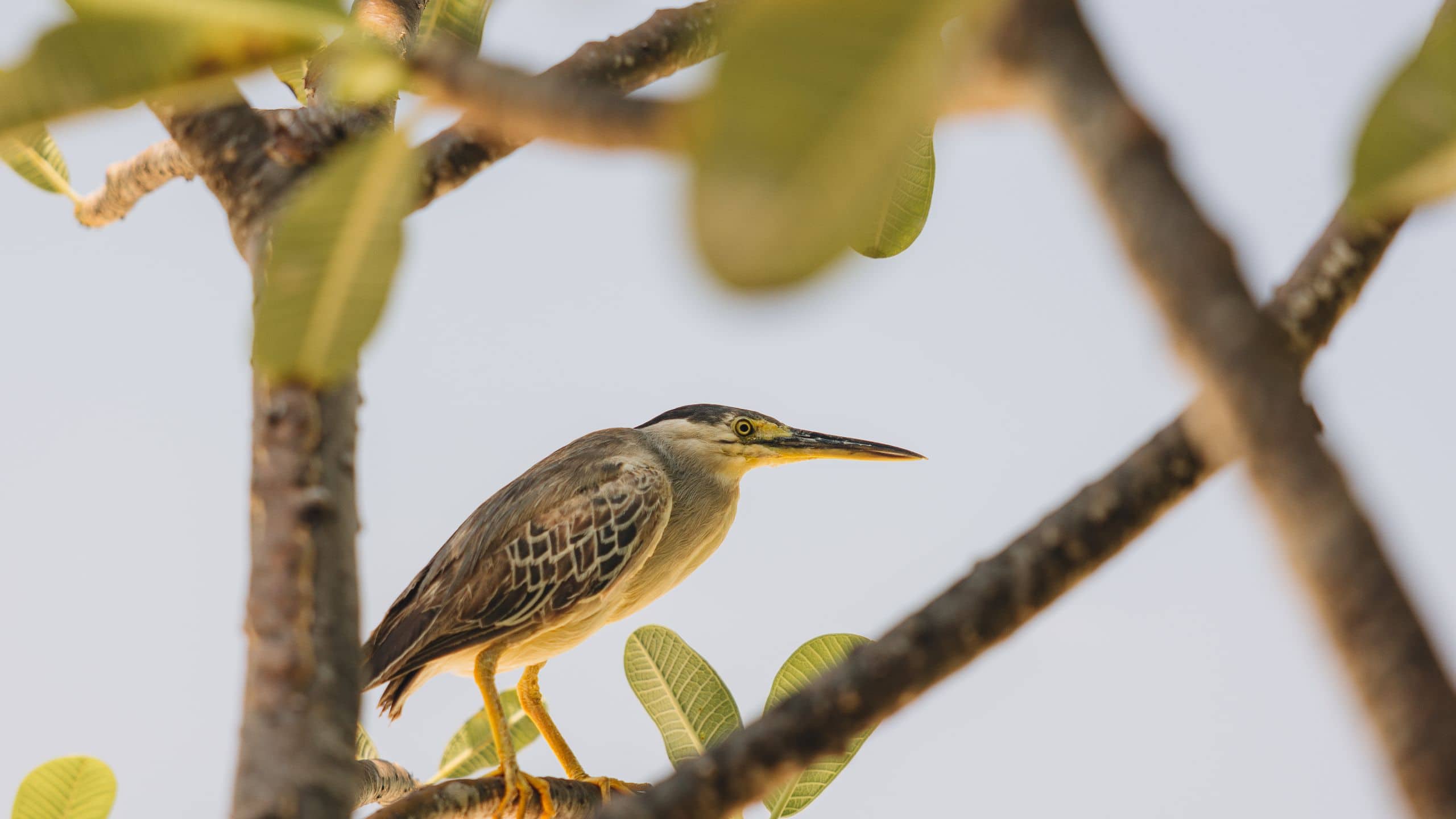 Park Hyatt Maldives Hadahaa Nature Life Hadahaa Island Floral Fauna Bird
