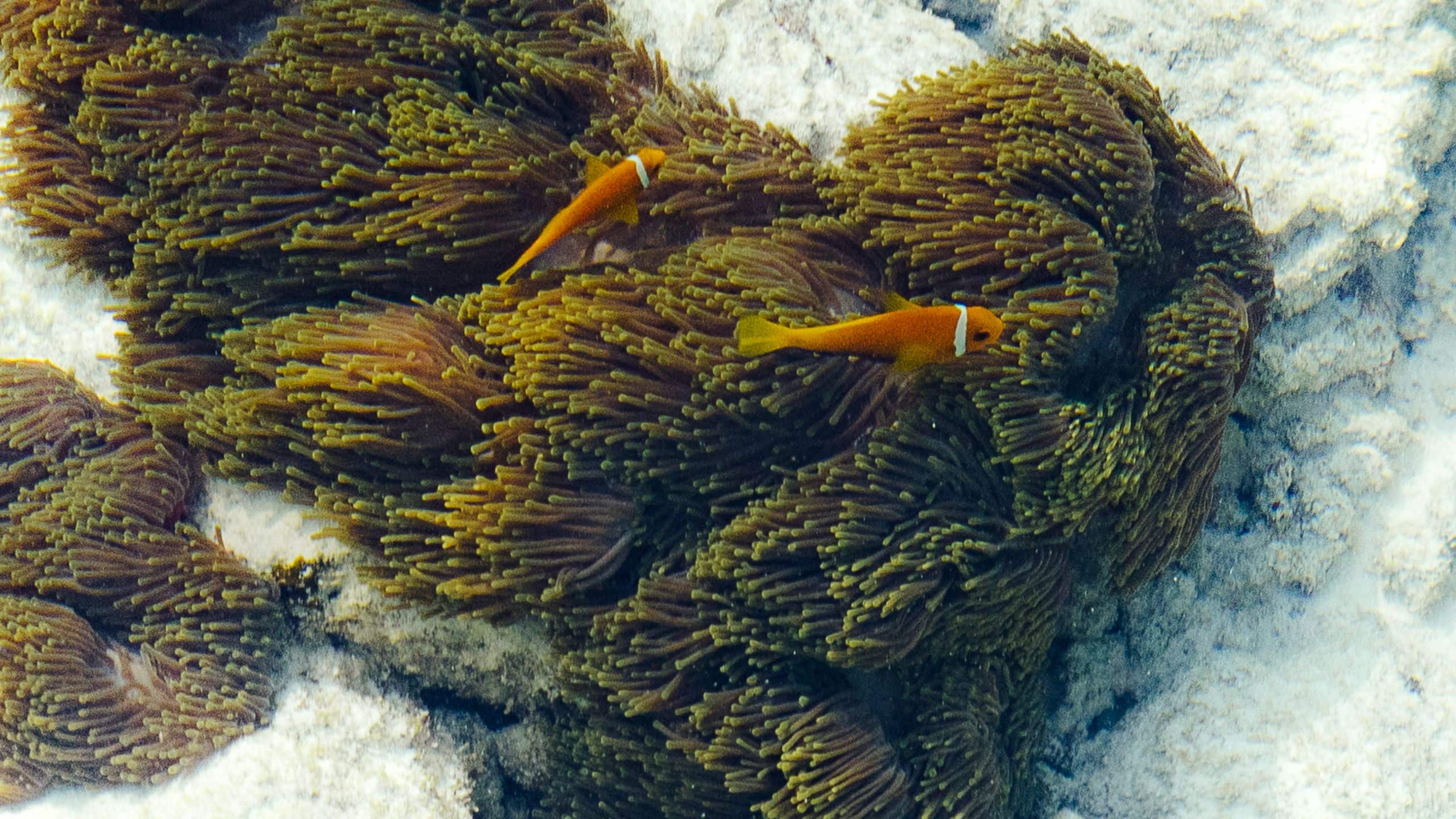 Park Hyatt Maldives Hadahaa Nature Underwater Life Hadahaa Island