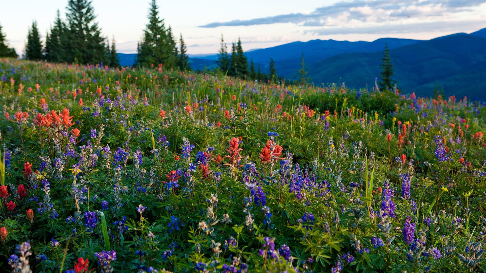 Grand Hyatt Vail Wildflowers Mountain Trees