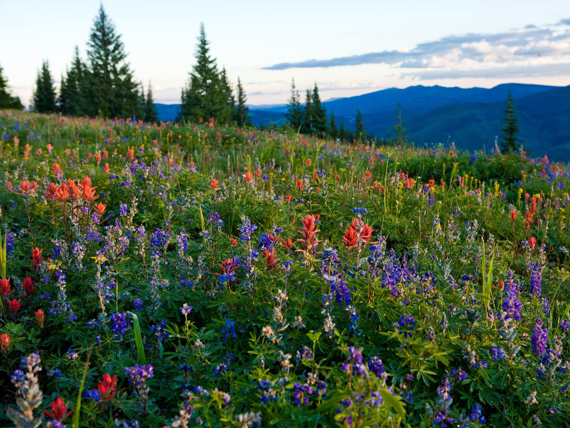 Grand Hyatt Vail Wildflowers Mountain Trees