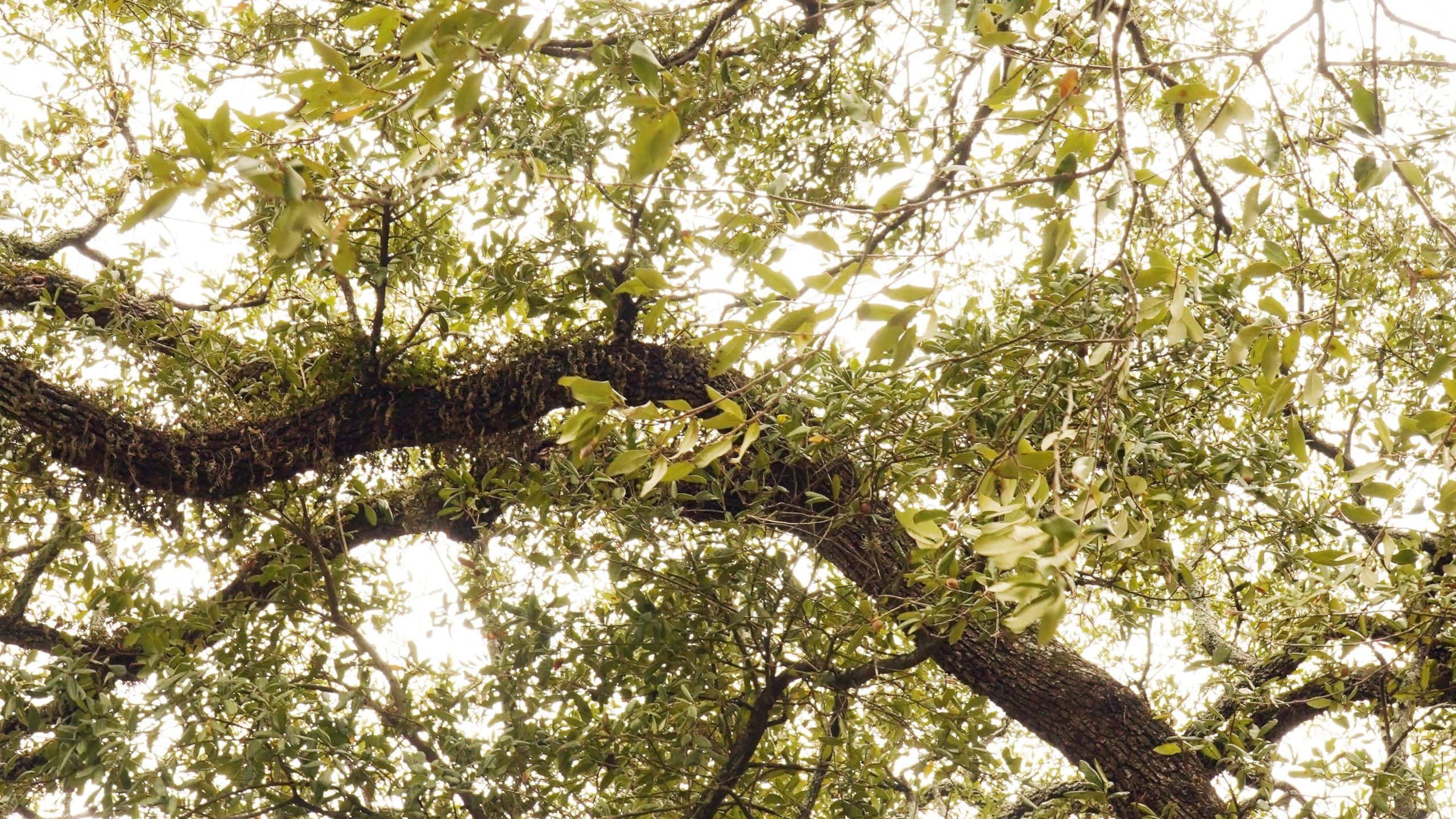 Hotel Saint Augustine, Bunkhouse Hotels Neighborhood Tree Branch