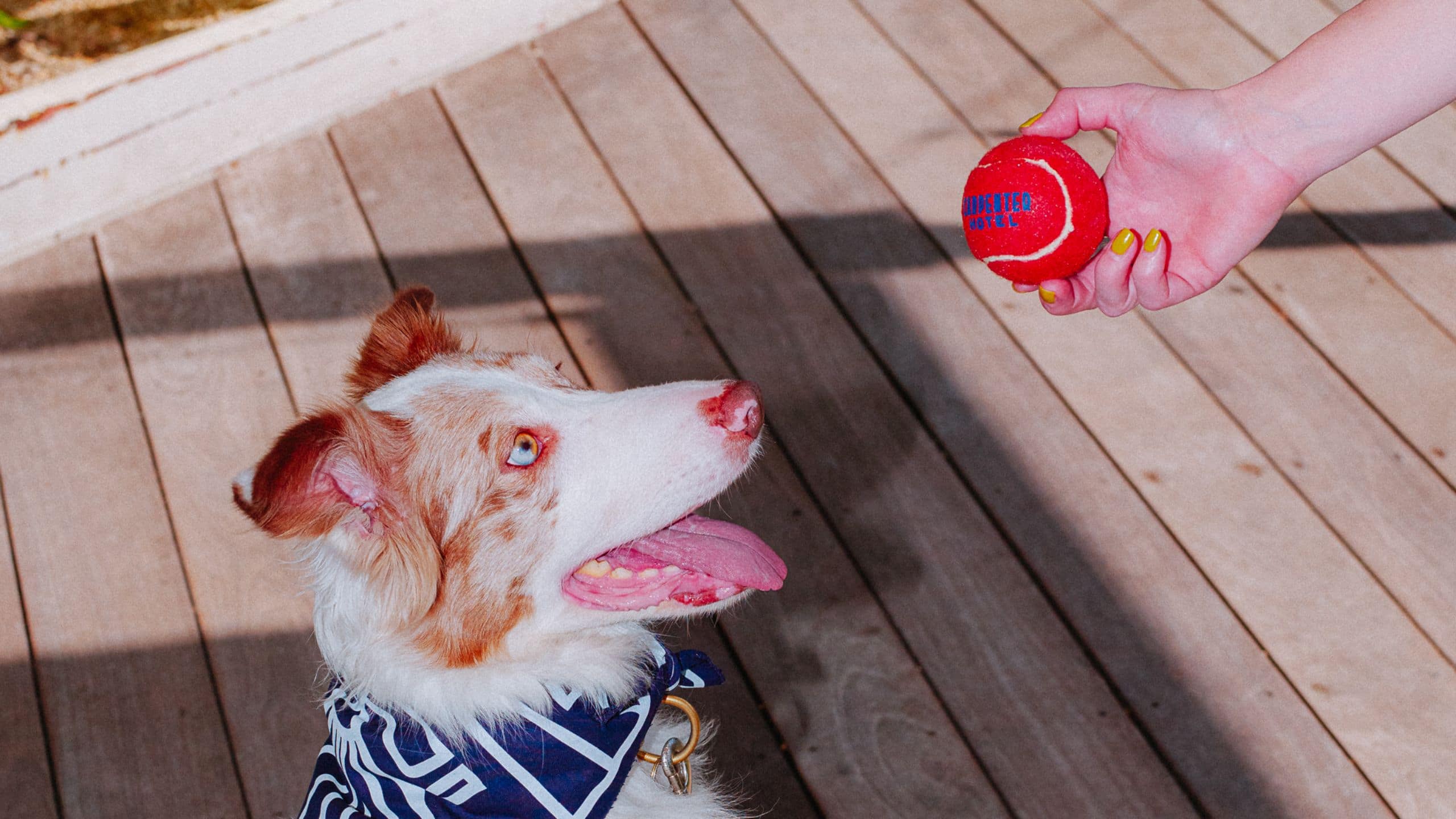 Carpenter Hotel, Bunkhouse Hotels Hotel Dog Ball