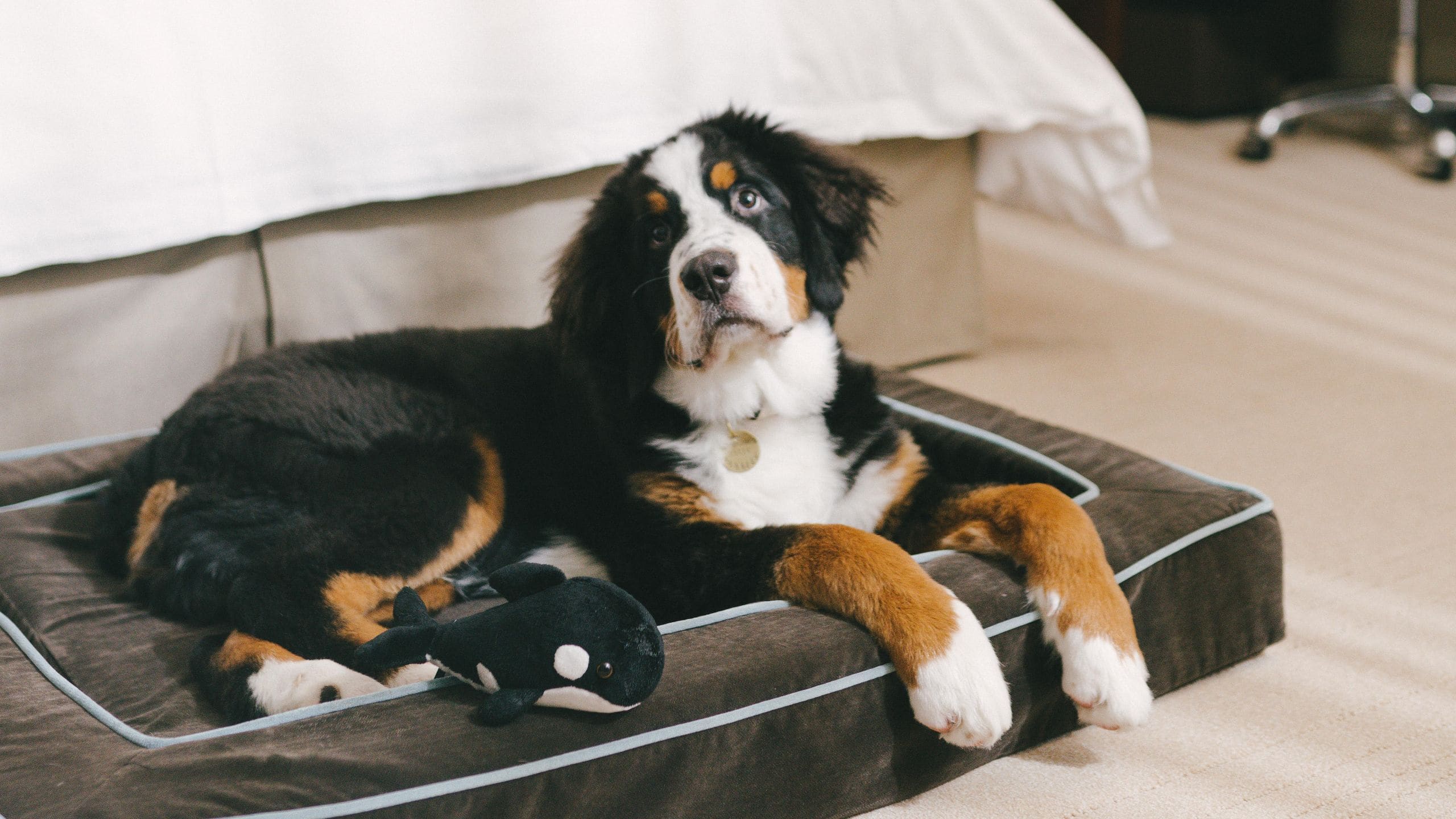 Hyatt Vancouver Downtown Alberni Dog In Dog Bed