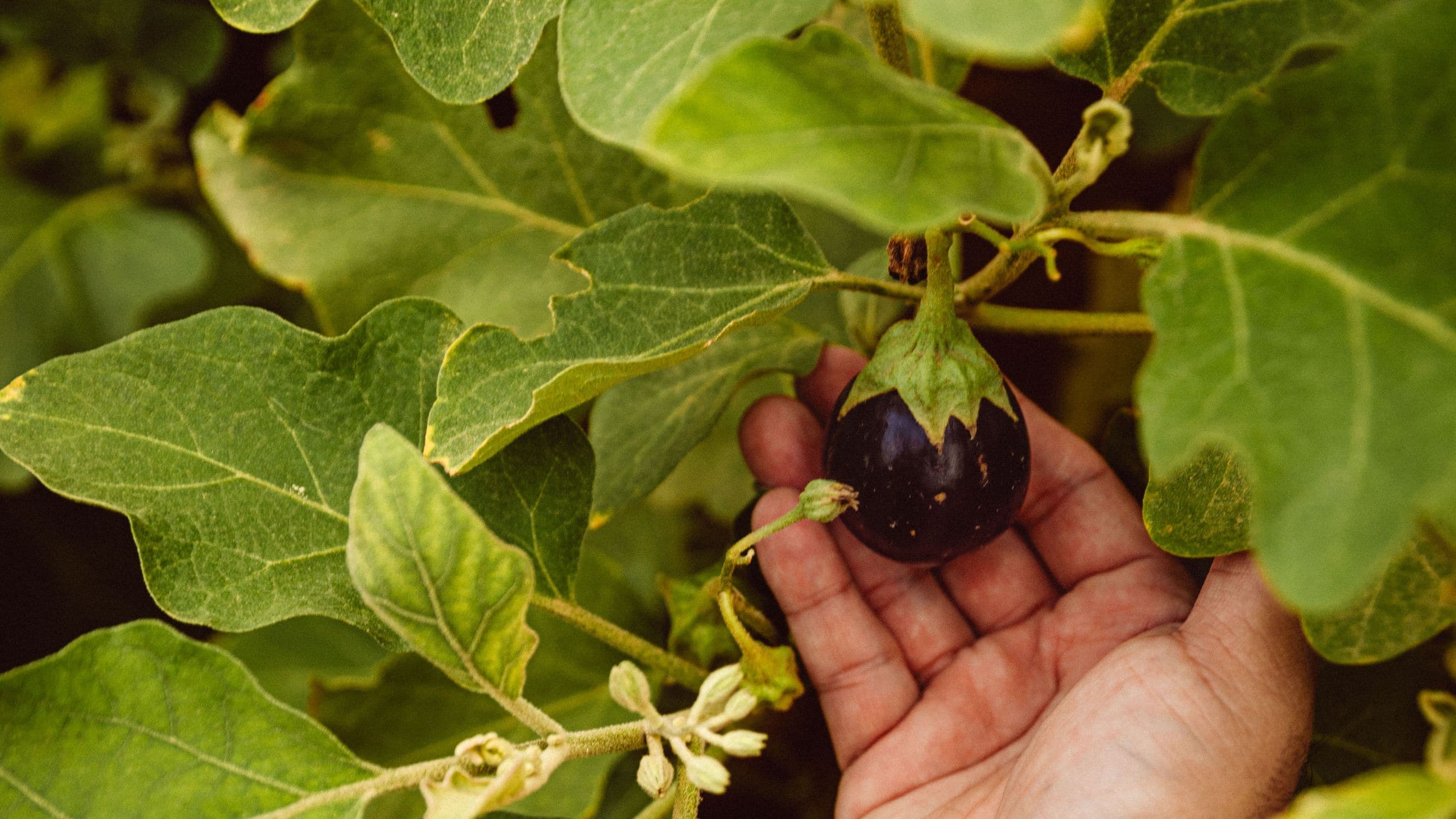 1 of 1 Alila Chef Hands Garden