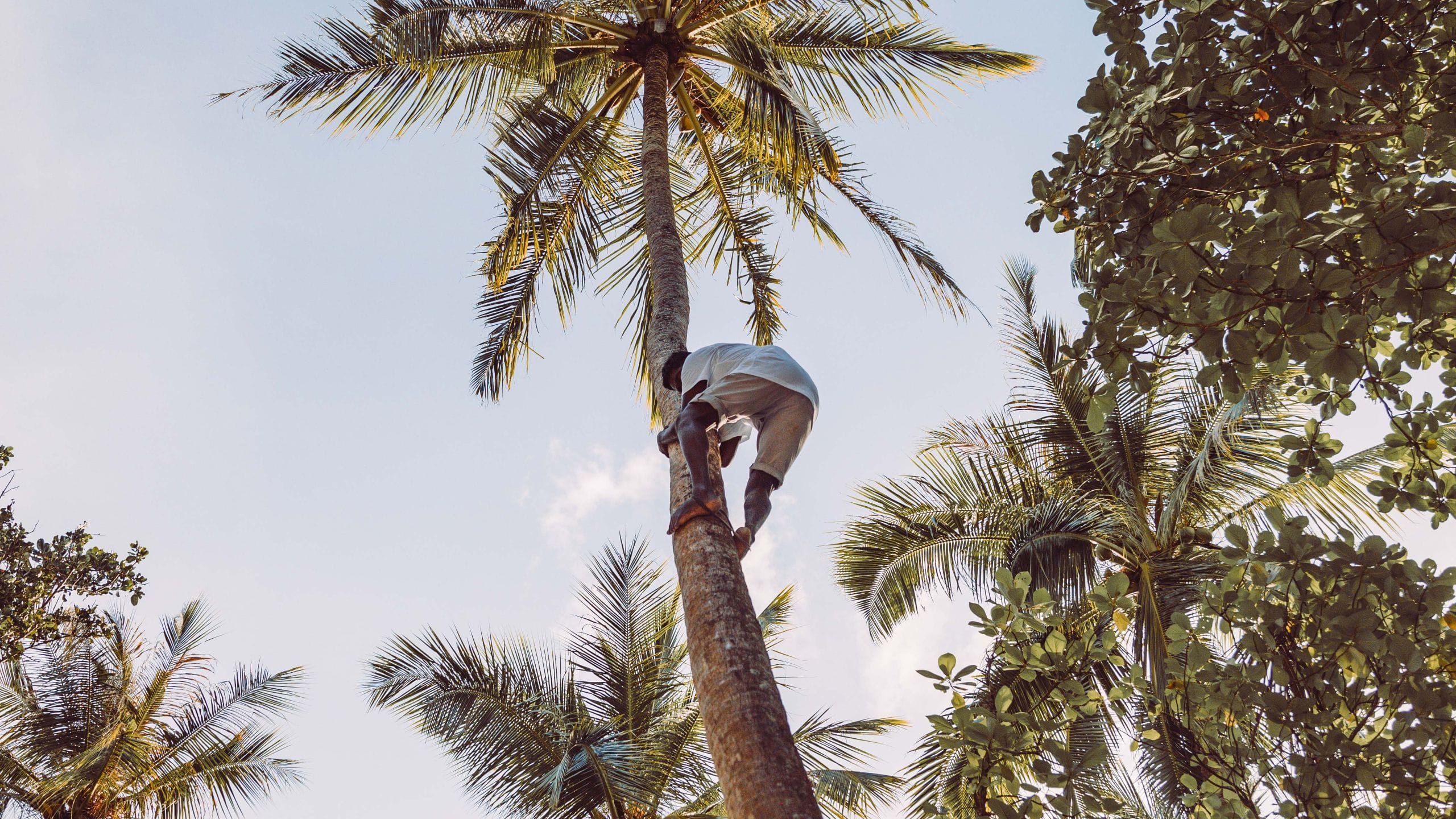 Alila Man Climbing Palm Tree