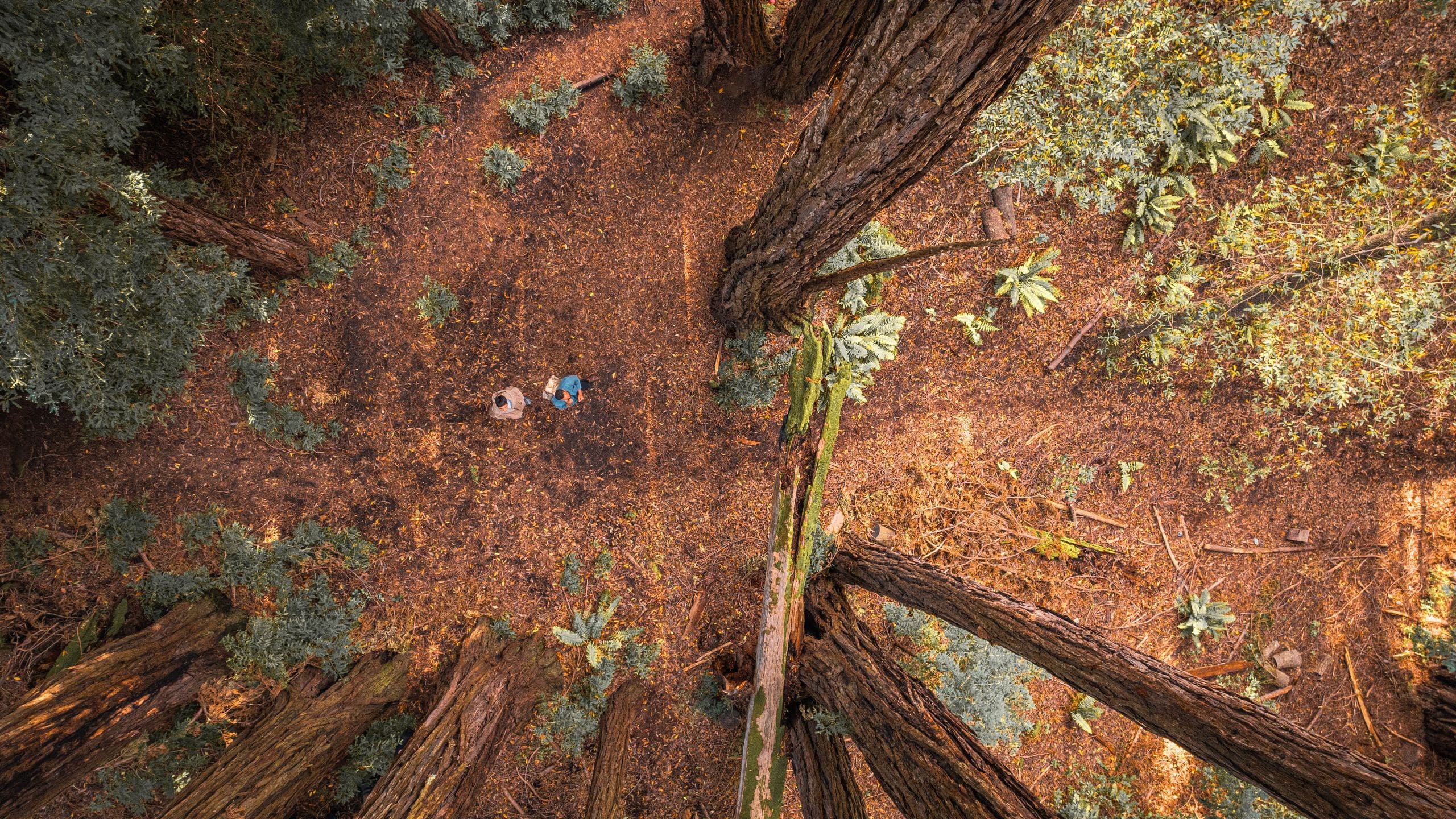 Alila Couple Redwoods Hiking