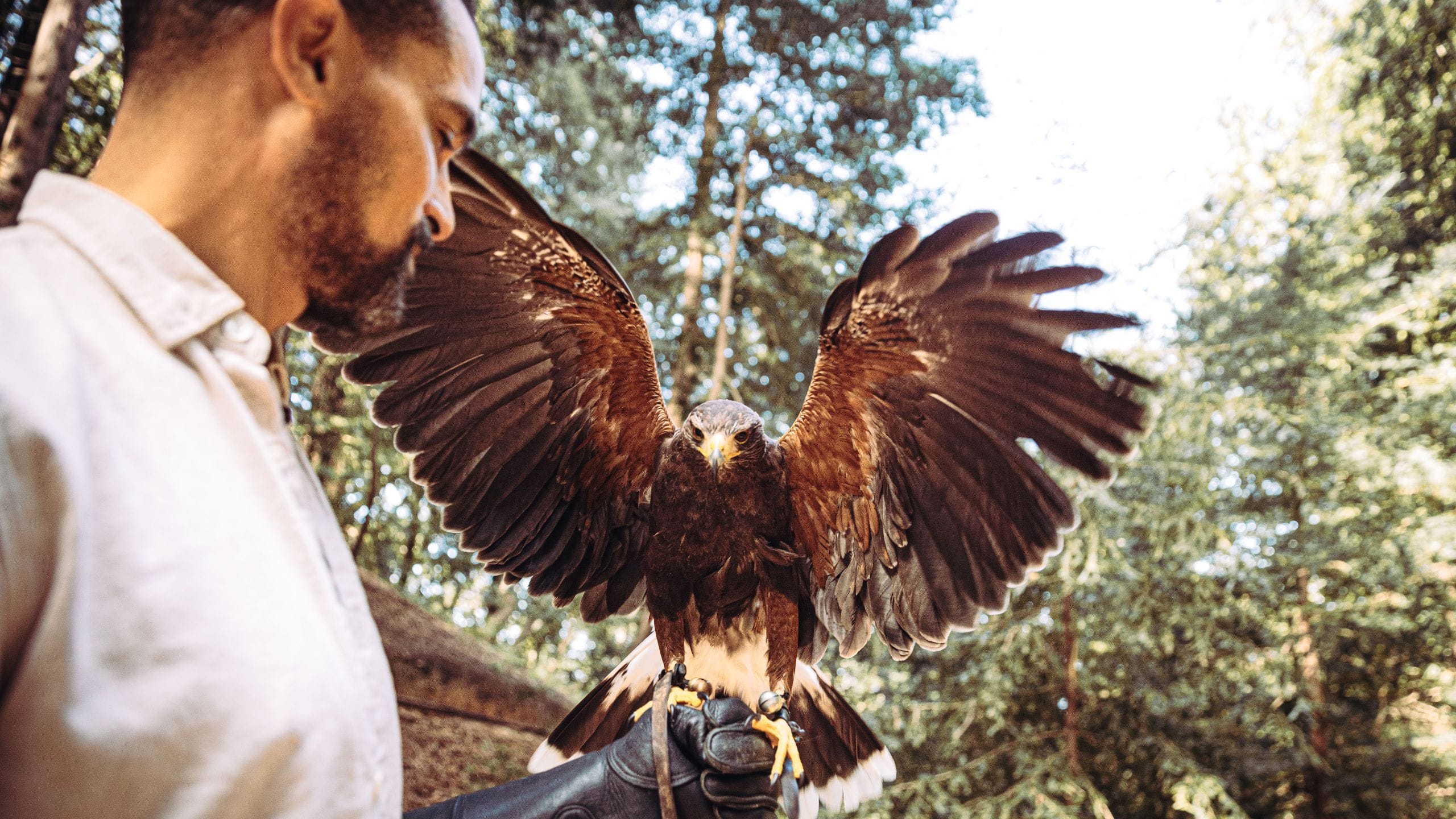 Alila Man Falcon Bird Handling