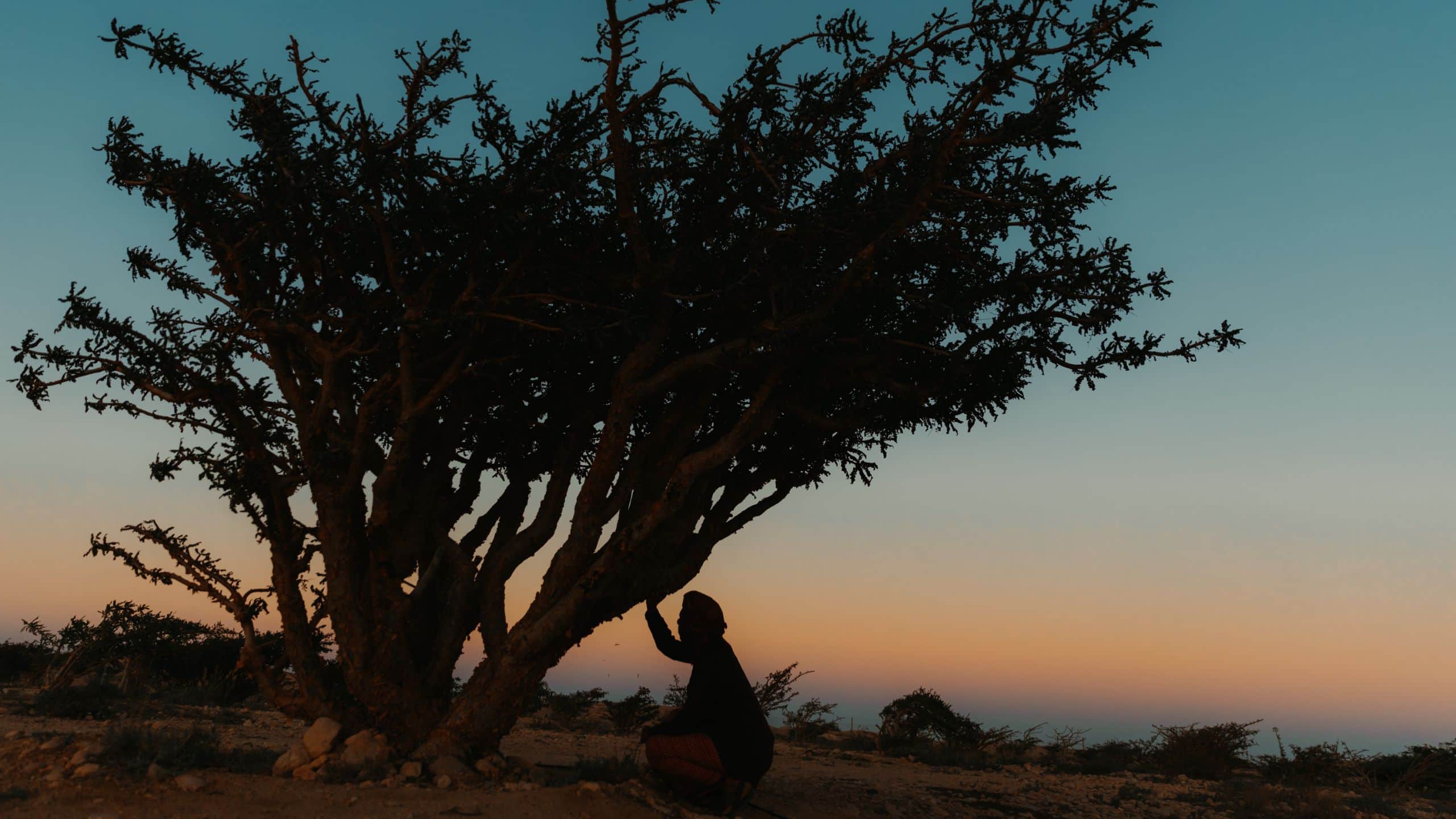 Alila Man Sunset Frankincense Tree