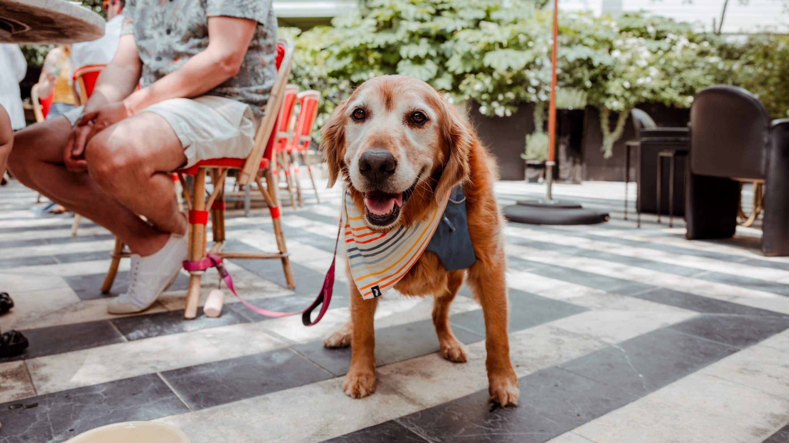 Hotel Saint Cecilia, Bunkhouse Hotels Courtyard Dog