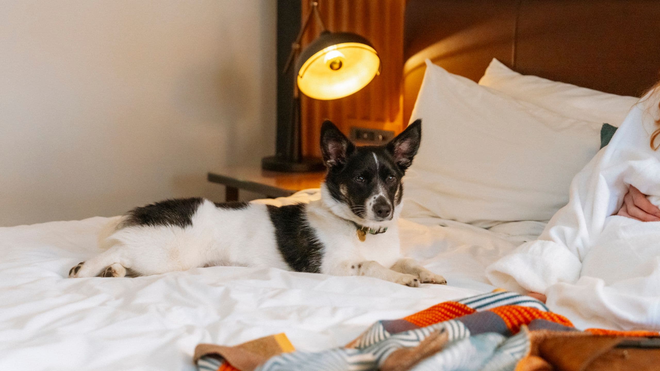 The Wildbirch Hotel Dog On Bed