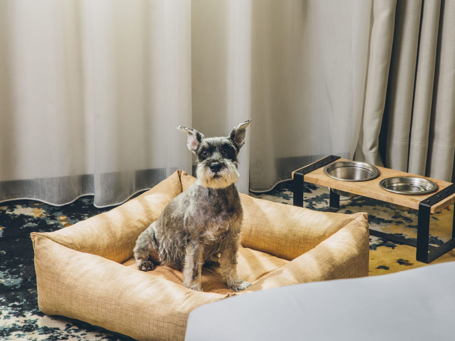 Grand Hyatt Barcelona Dog In Its Bed Pet Kit Front View