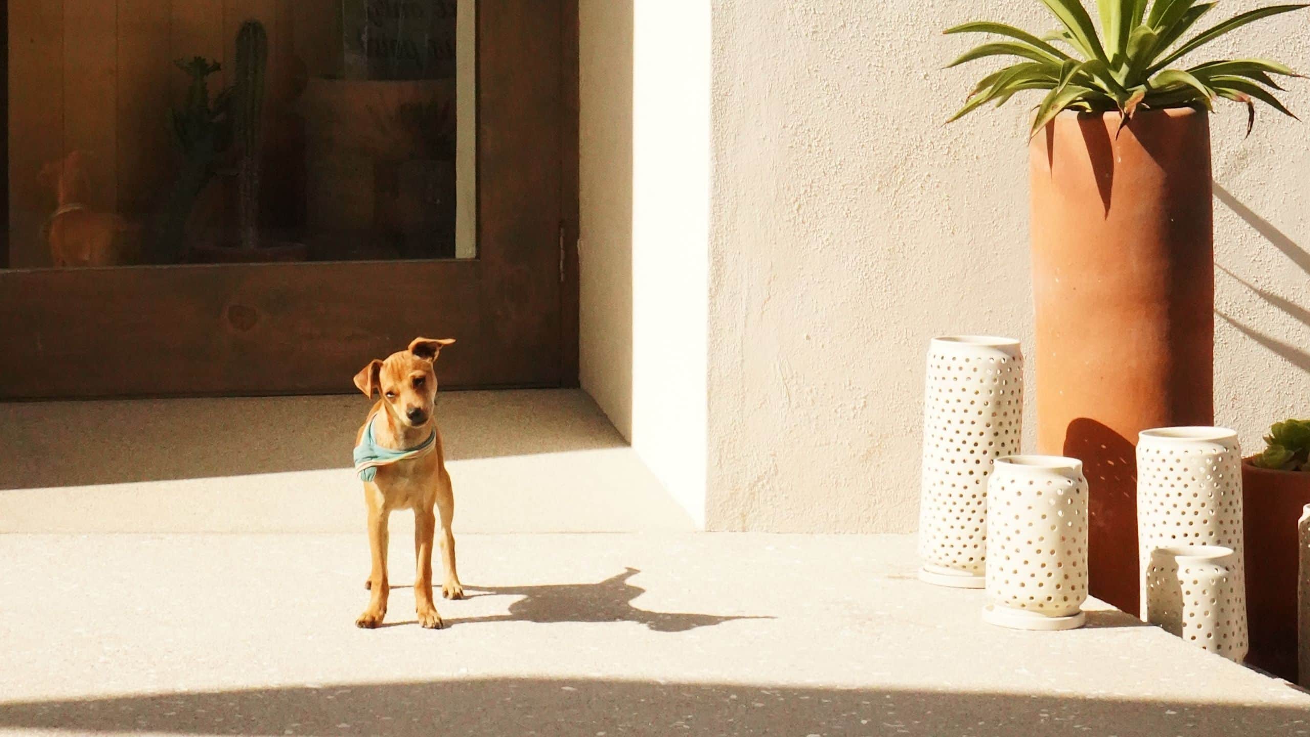 Hotel San Cristóbal, Bunkhouse Hotels Dog Plants