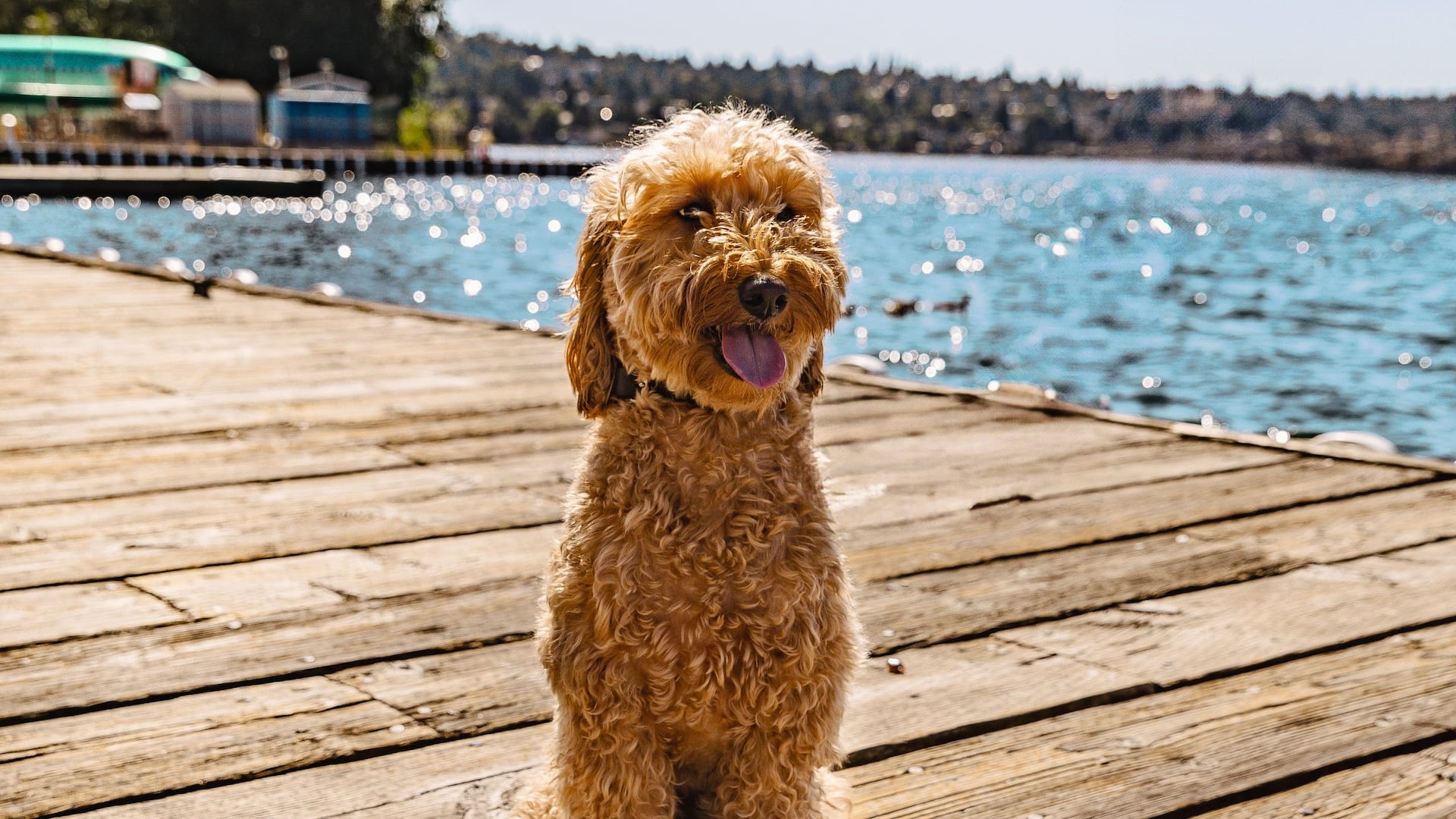 Hyatt Regency Lake Washington at Seattle's Southport Dock And Drink Pet Meal