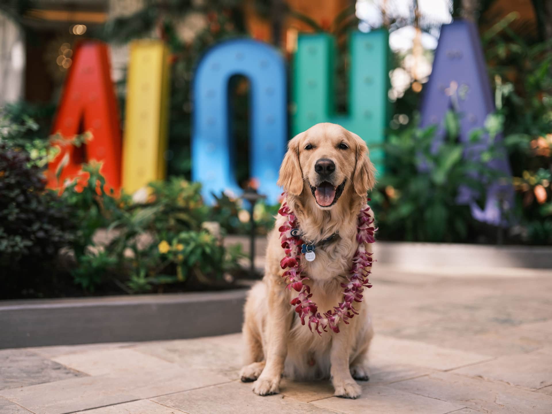 Hyatt Regency Maui Resort and Spa Aloha Dog