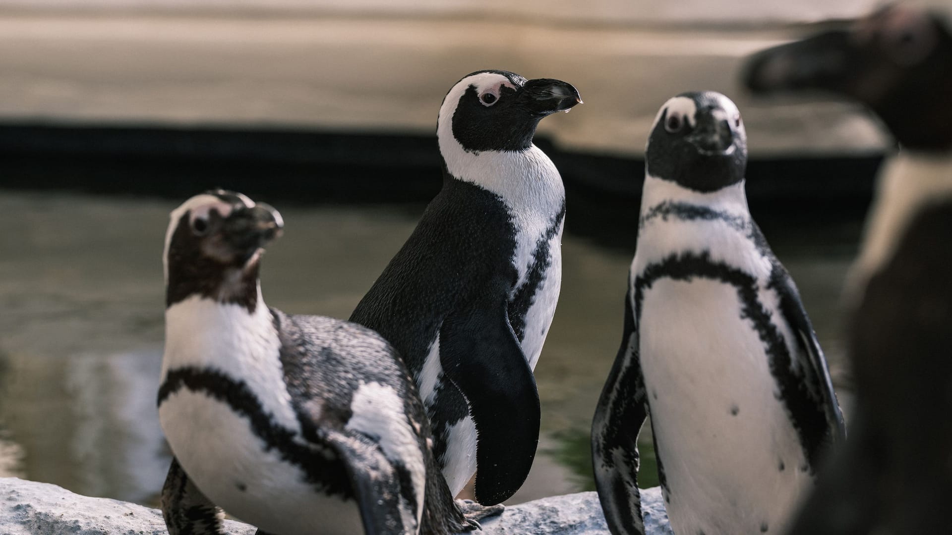 Hyatt Regency Maui Resort and Spa Penguin Presentation