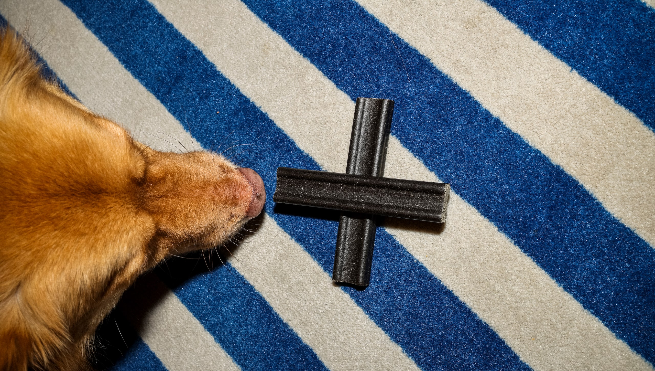 The StandardX, Melbourne Pet Package Treat