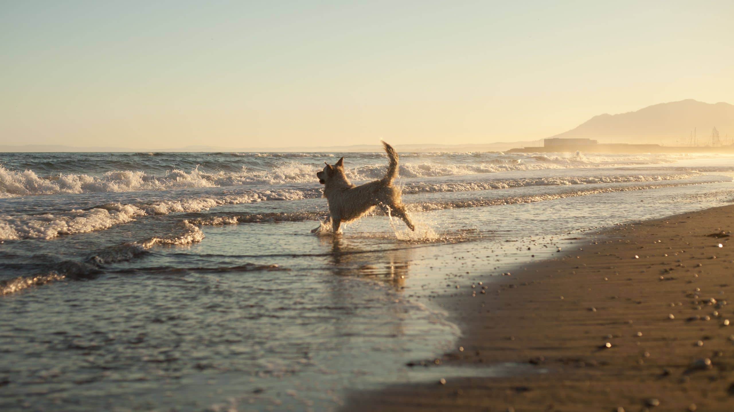 Alila Dog On Beach