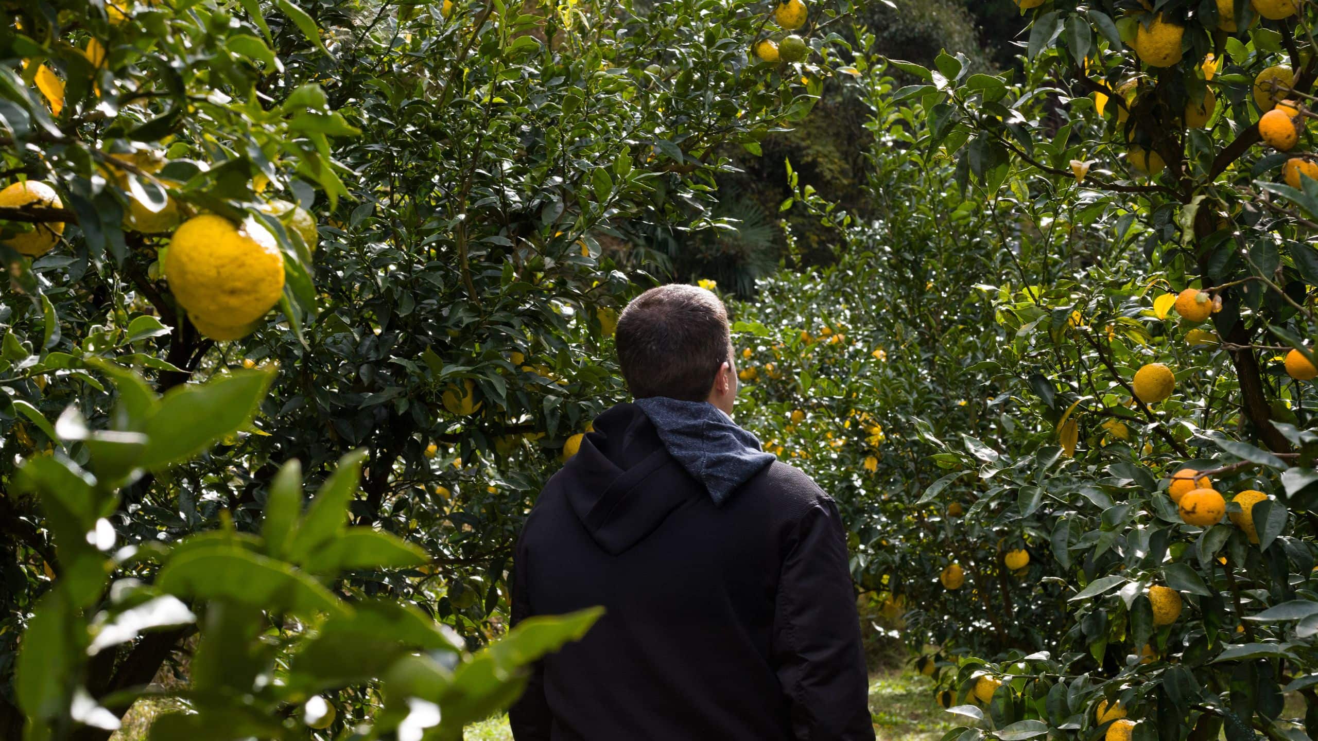 Park Hyatt Bangkok Chef In Yuzu Farm Medium Shot