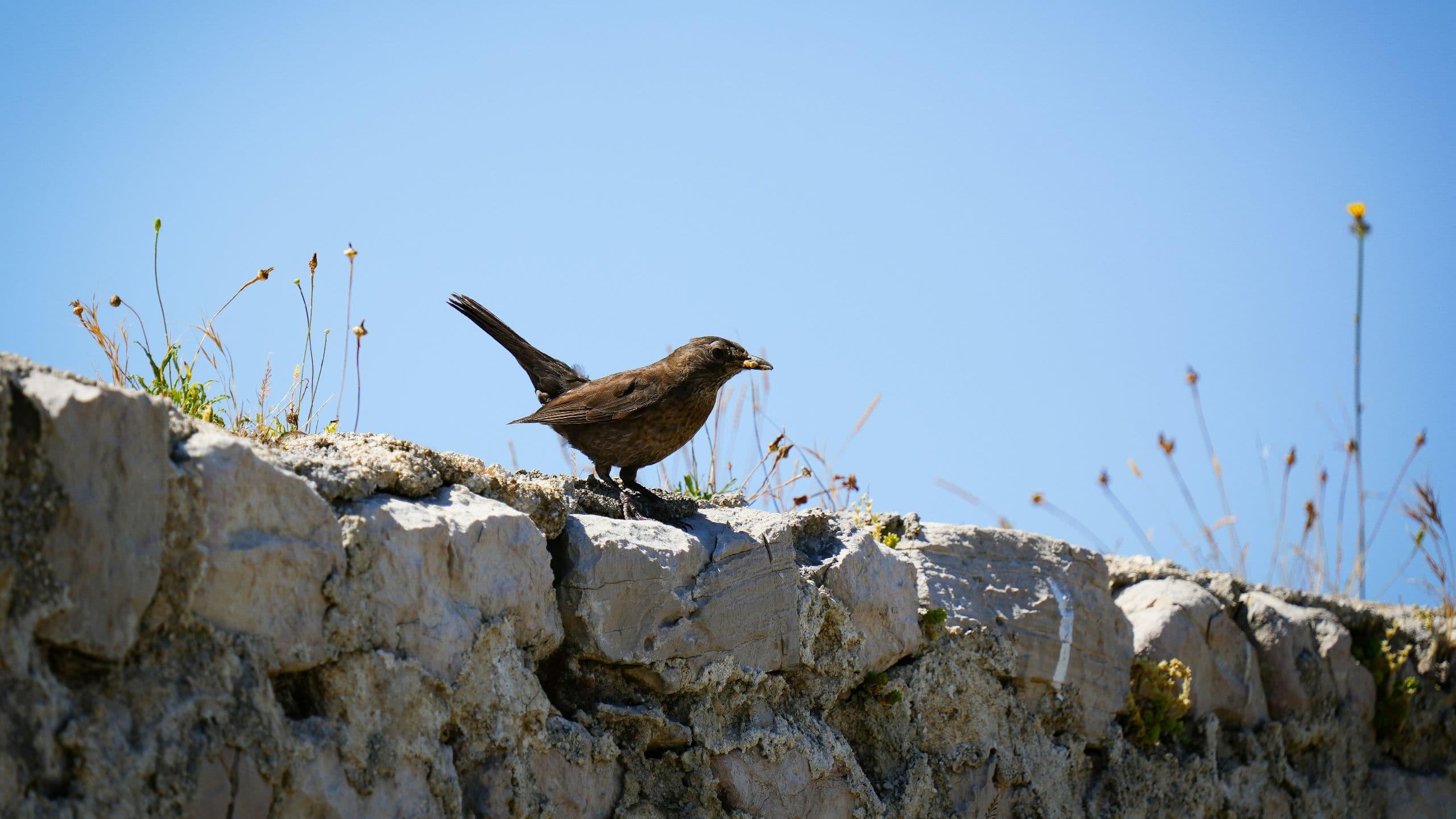 Hyatt Centric Malta Bird On Stone Wall