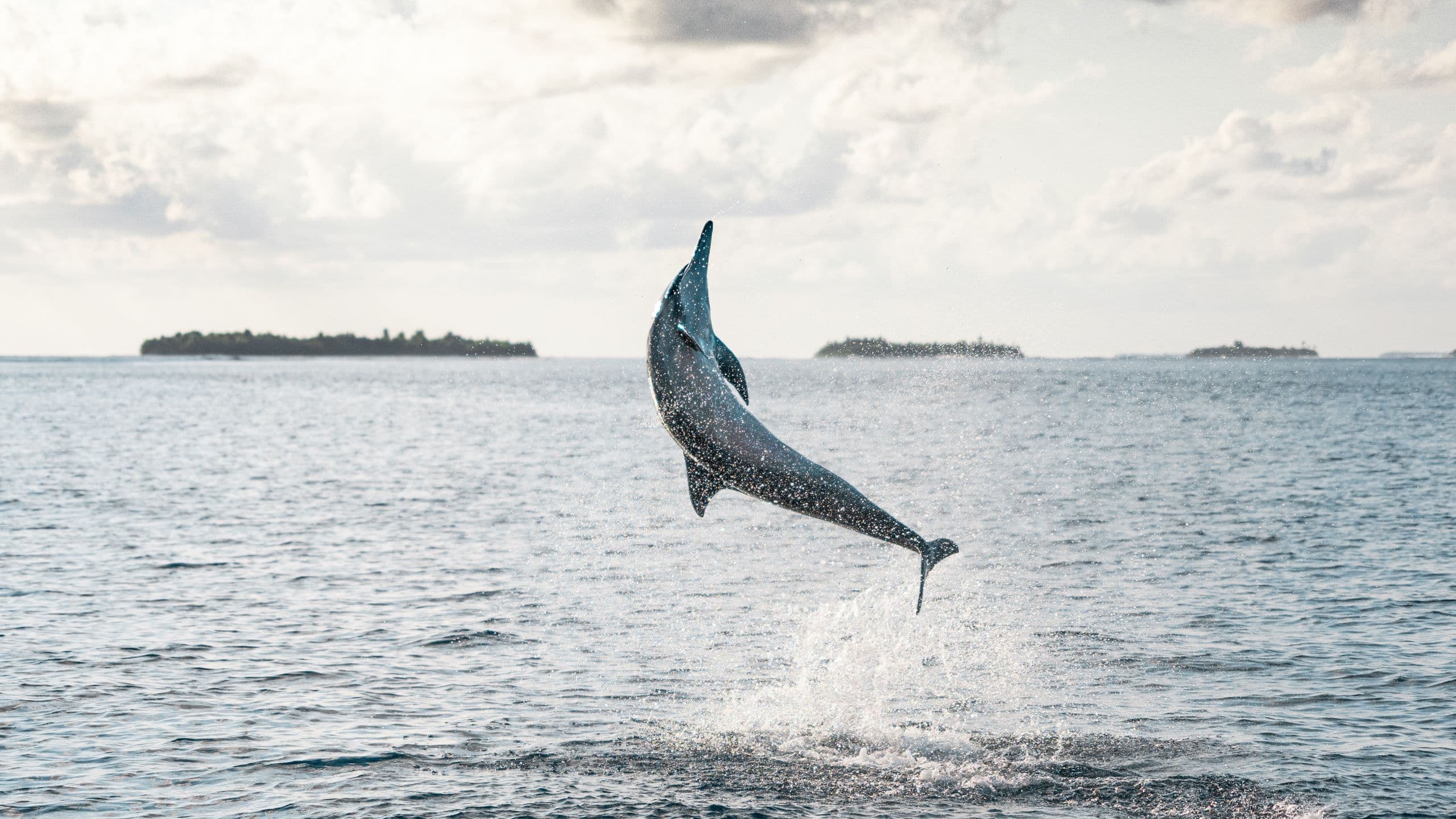 Park Hyatt Maldives Hadahaa Dolphin Jump High In The Air