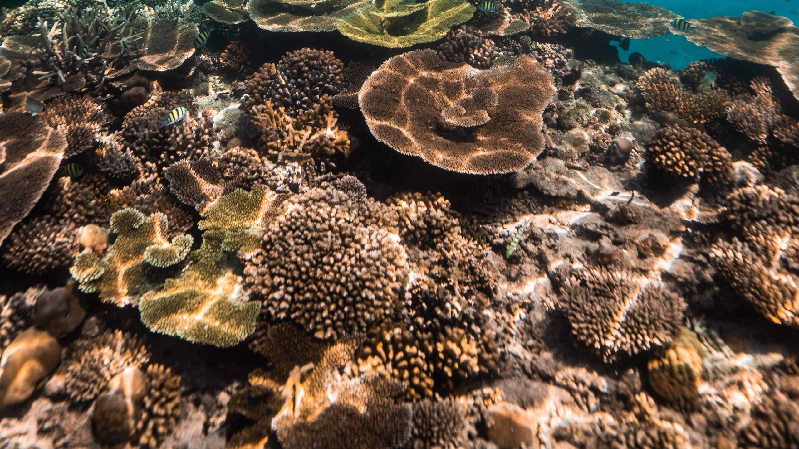 Park Hyatt Maldives Hadahaa House Reef Half Underwater