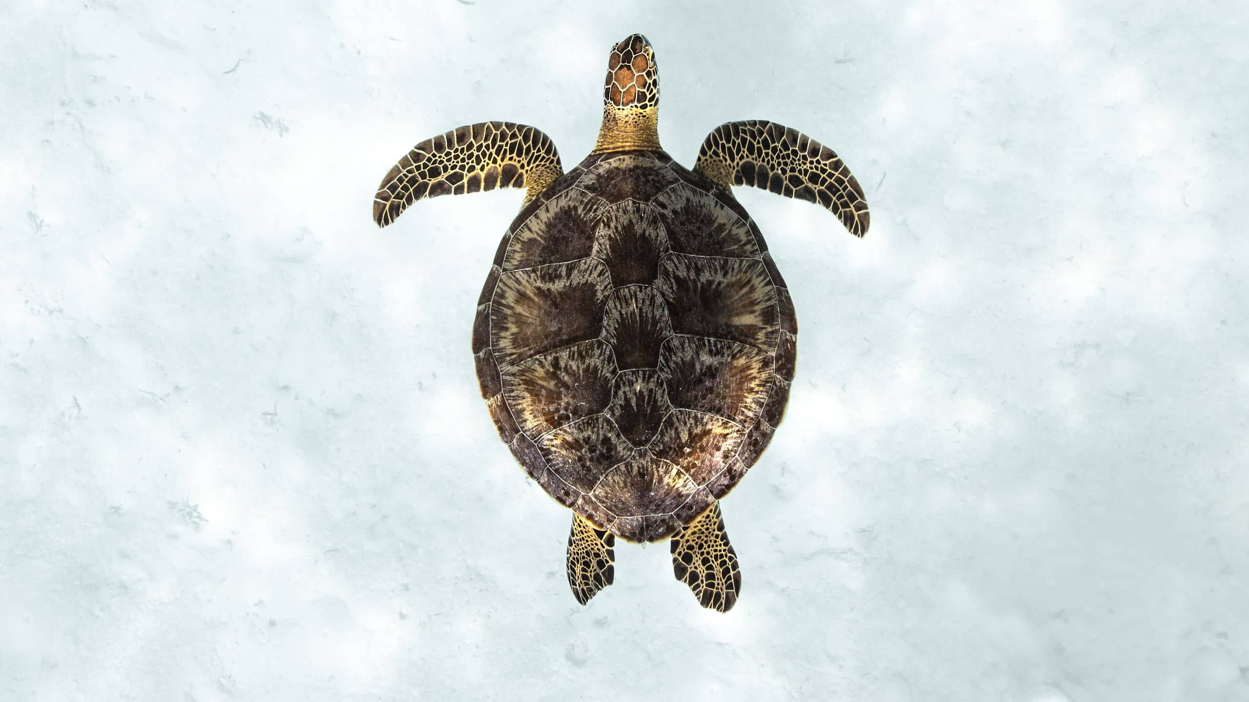Park Hyatt Maldives Hadahaa Top View Of Turtle Swimming