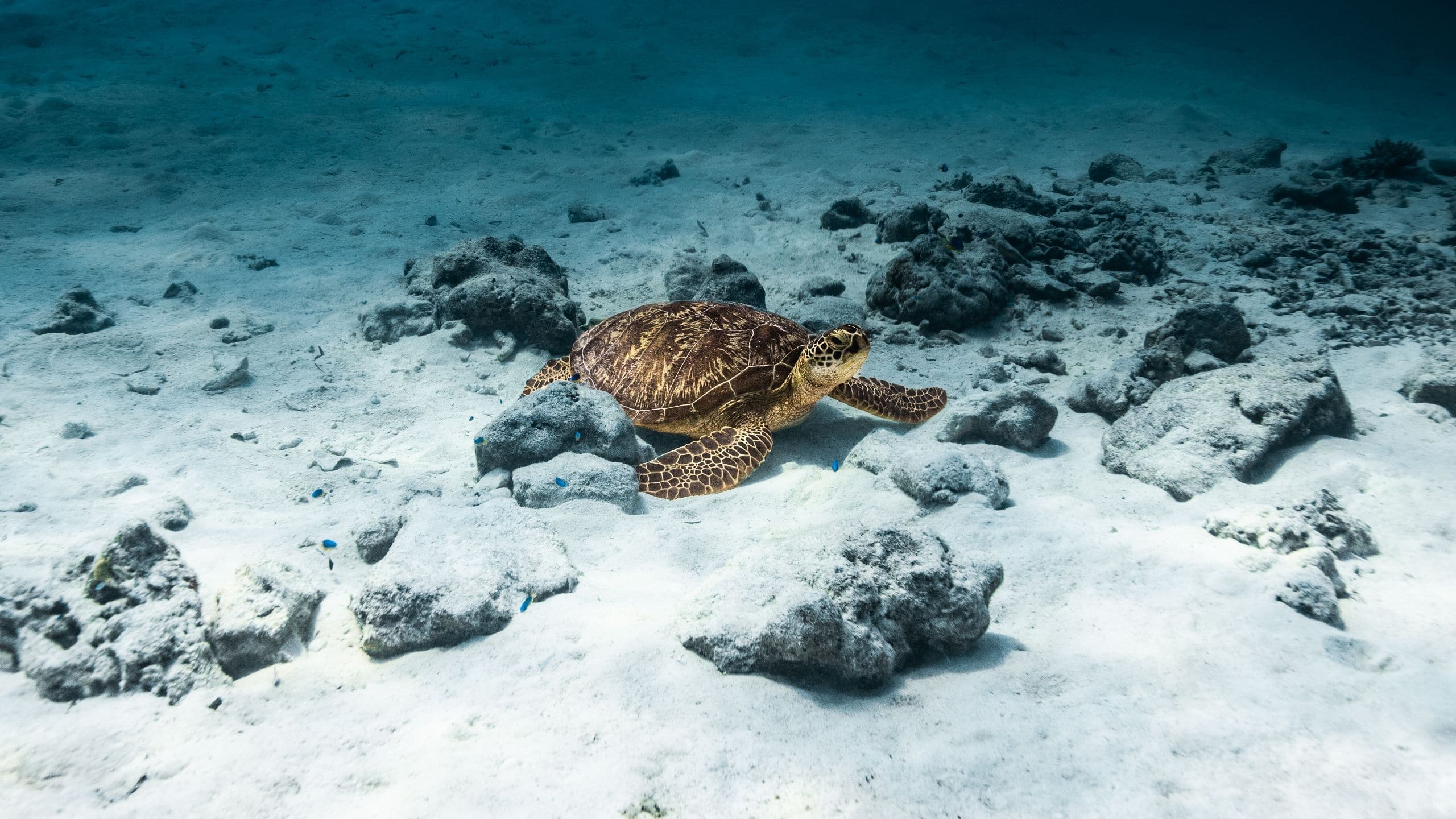 Park Hyatt Maldives Hadahaa Turtle At The Ocean Sand