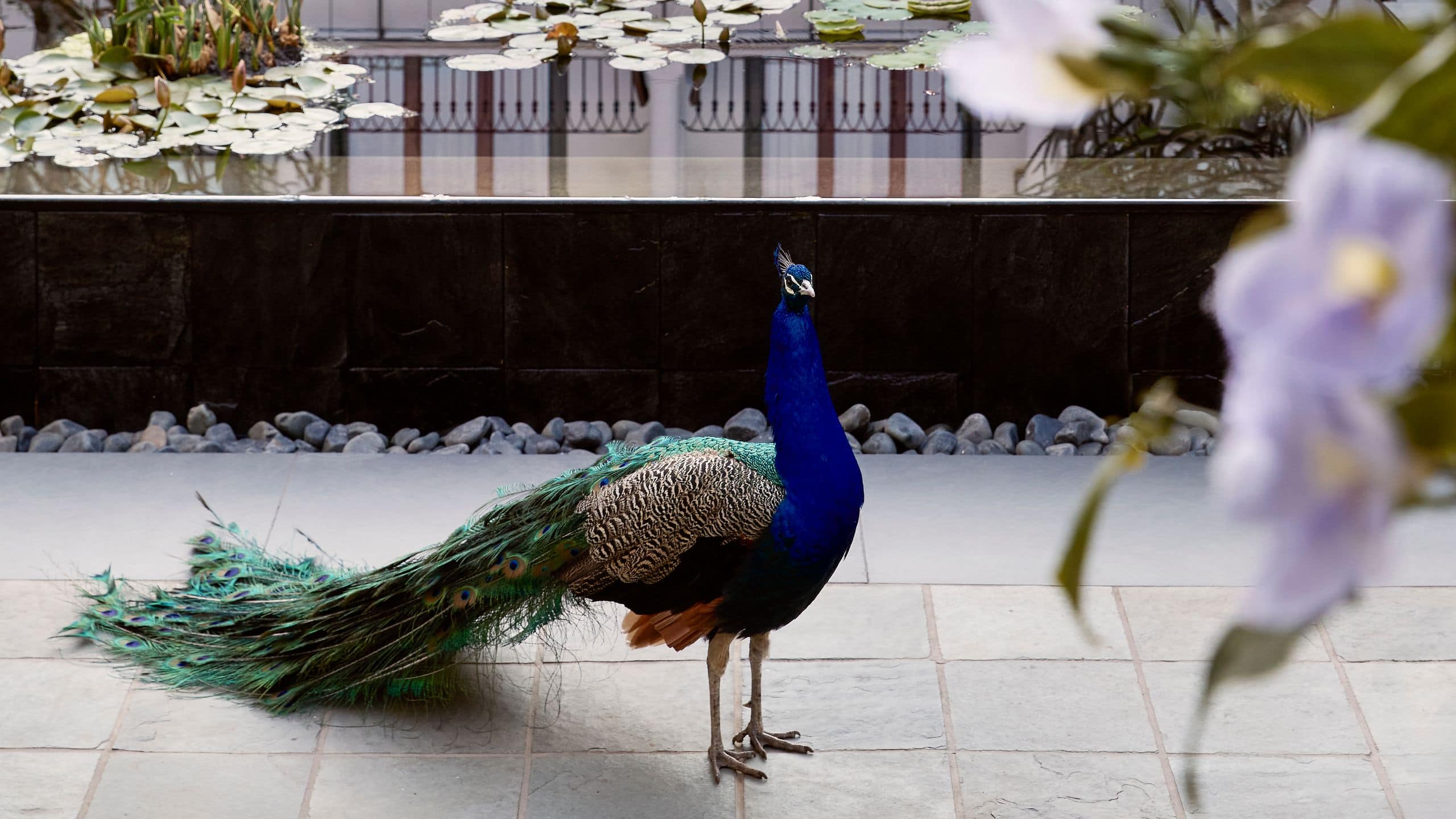 Park Hyatt Johannesburg Pool And Pond With Peacock And Colleagues