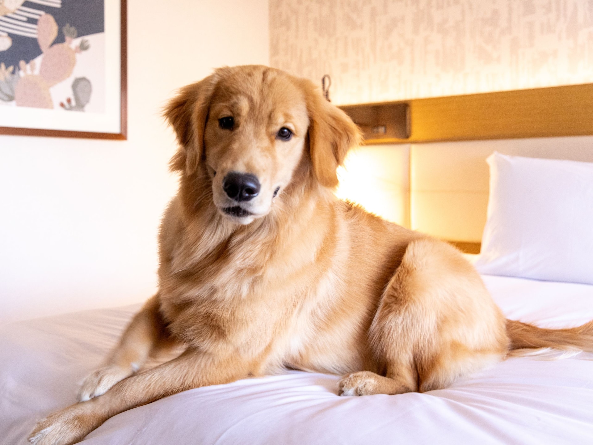Hyatt Regency Austin Playful Puppy On Bed