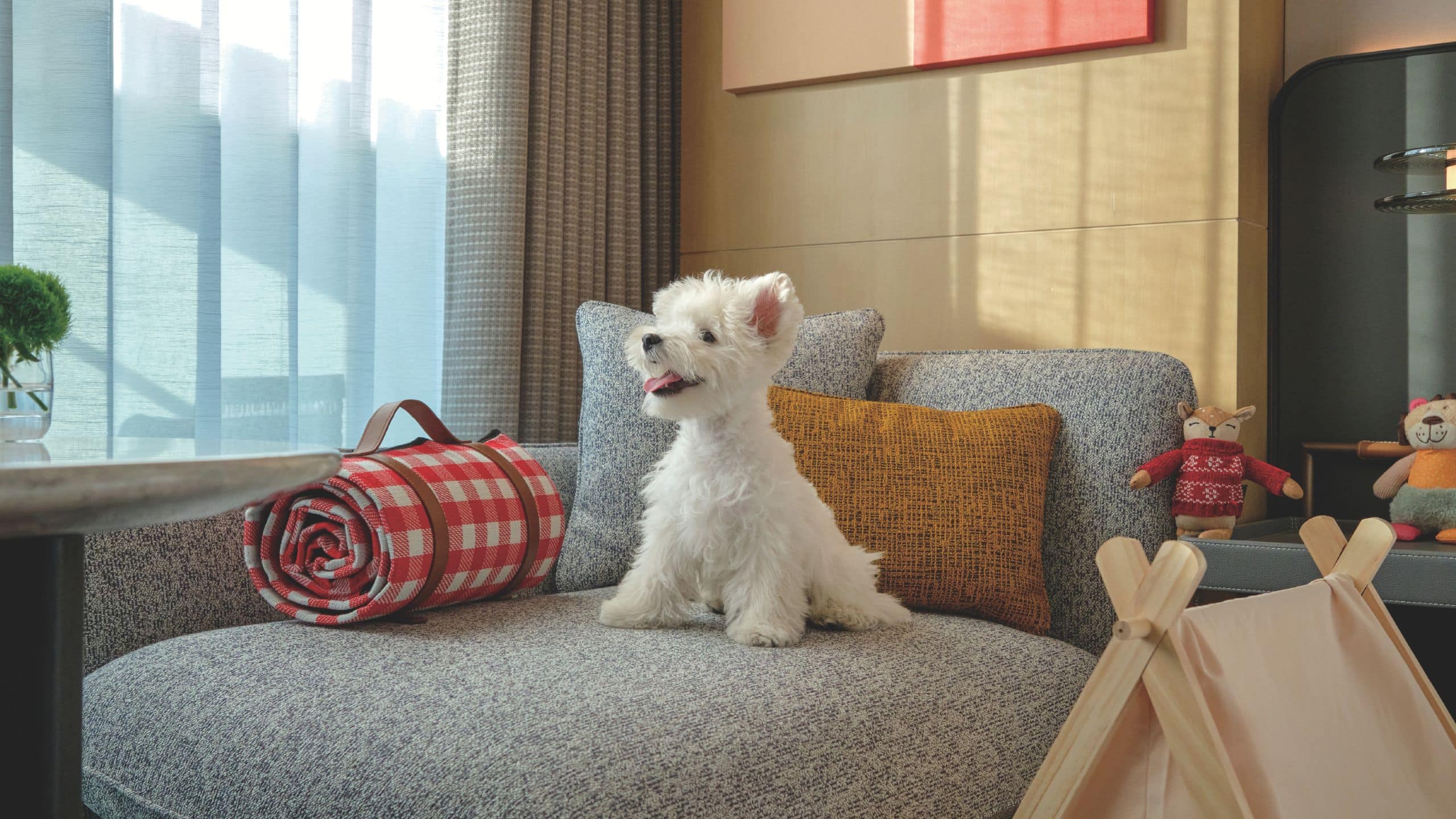 2 of 4 Hyatt Centric The Ring Chengdu Pet Friendly Room Couch