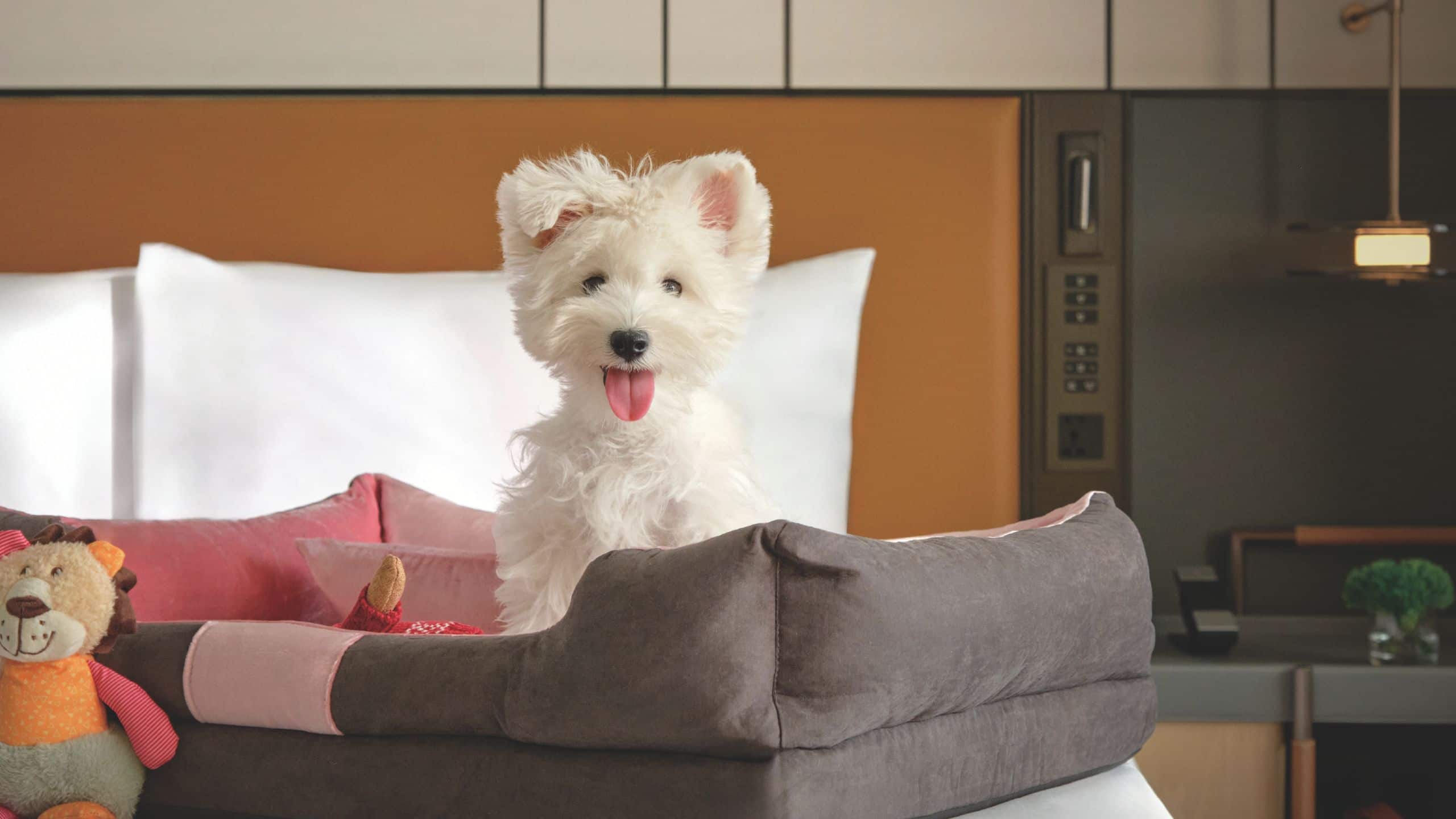 1 of 4 Hyatt Centric The Ring Chengdu Pet Friendly Room Bed